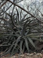 Agave capensis