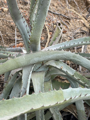 Agave capensis