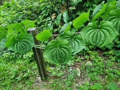 Dioscorea sansibarensis