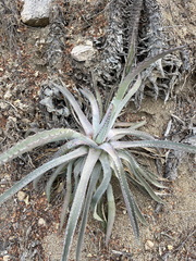 Agave capensis
