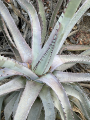 Agave capensis
