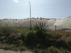 Agave fourcroydes