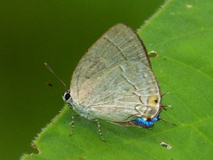 Theclopsis mycon