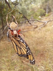 Socca pustulosa