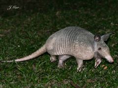 Dasypus novemcinctus