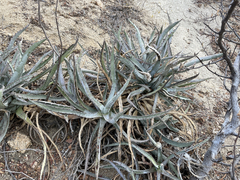 Agave capensis