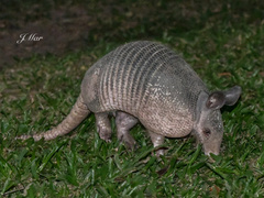 Dasypus novemcinctus