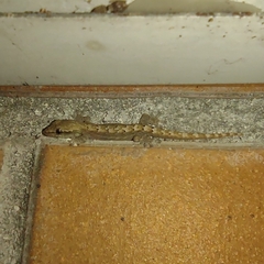 Lepidodactylus lugubris