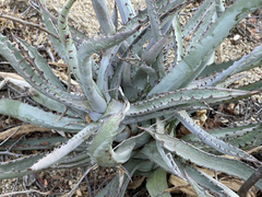 Agave capensis