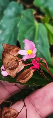 Begonia incarnata