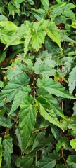 Begonia incarnata