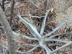Agave capensis