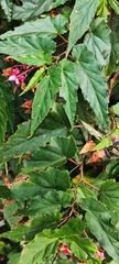 Begonia incarnata