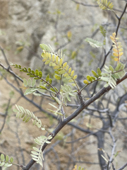 Bursera microphylla