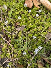 Bacopa