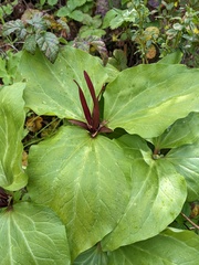 Trillium angustipetalum