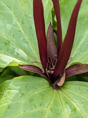 Trillium angustipetalum
