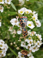 Eurydema