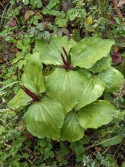 Trillium angustipetalum
