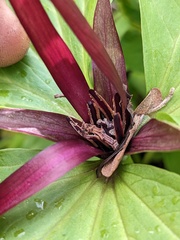 Trillium angustipetalum