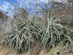 Agave capensis