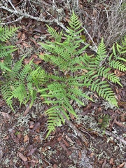 Pteridium