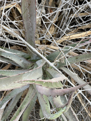 Agave capensis