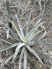 Agave capensis
