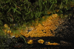 Calycina confluens