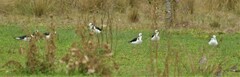 Himantopus mexicanus melanurus