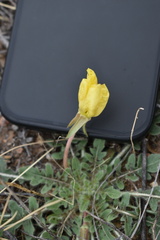 Oenothera primiveris