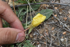 Oenothera primiveris