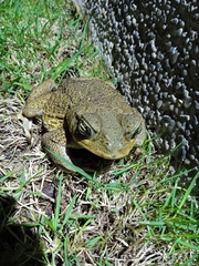 Rhinella horribilis