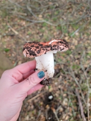 Russula cremoricolor