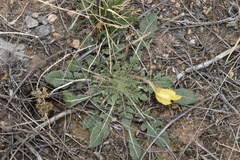Oenothera primiveris