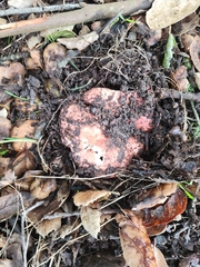 Russula cremoricolor