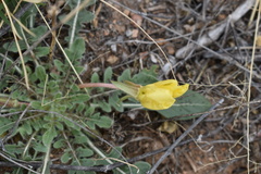 Oenothera primiveris