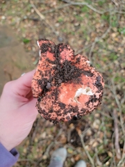 Russula cremoricolor