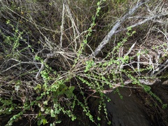 Ribes divaricatum pubiflorum