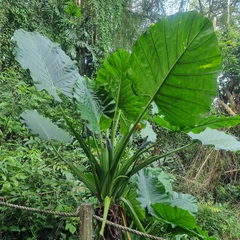 Alocasia macrorrhizos