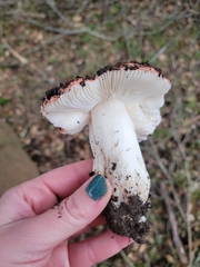Russula cremoricolor