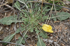 Oenothera primiveris