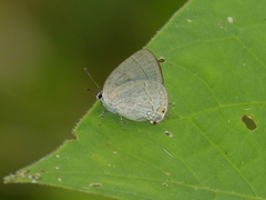 Theclopsis mycon