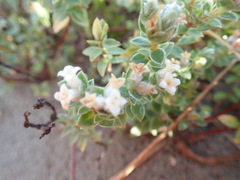 Pimelea villosa