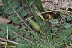 Oenothera primiveris