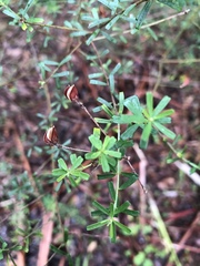 Pultenaea retusa