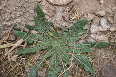 Oenothera primiveris