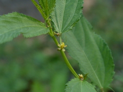Corchorus capsularis