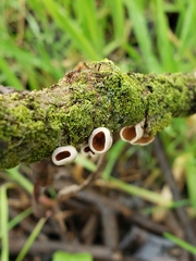 Schizophyllum amplum