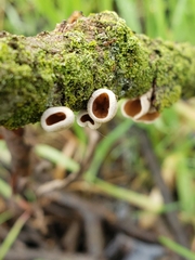 Schizophyllum amplum